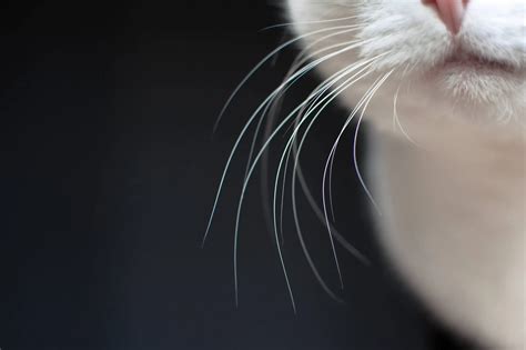 How Witching Whiskers Balm Can Help Prevent Cat Hairballs